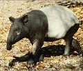 un tapir