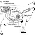 Pourquoi les ruminants peuvent digérer l'herbe et pas l'Homme ?