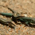 lézards de la Ponta Sao Lourenzo