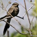 Engoulevent à queue en ciseaux (Hydropsalis brasiliana)