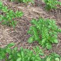 Pomme de terre : La conservation des sols.