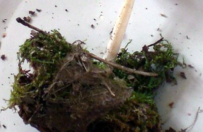 Une Plutée inféodée à un seul hôte: le Saule