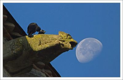Gobe lune