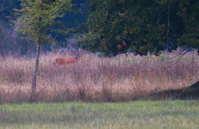 [octobre] Couleurs d'automne et rencontres ailées