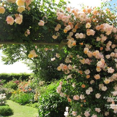 'Phyllis Bide', une rose ancienne très florifère à voir au jardin de Morailles d'André Eve...