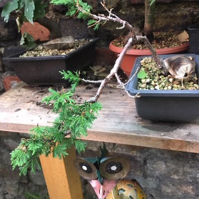 Genévrier itoïgawa cascade - Juniperus chinensis 'itoigawa'