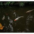 Poissons chinois, aux serres de Paris