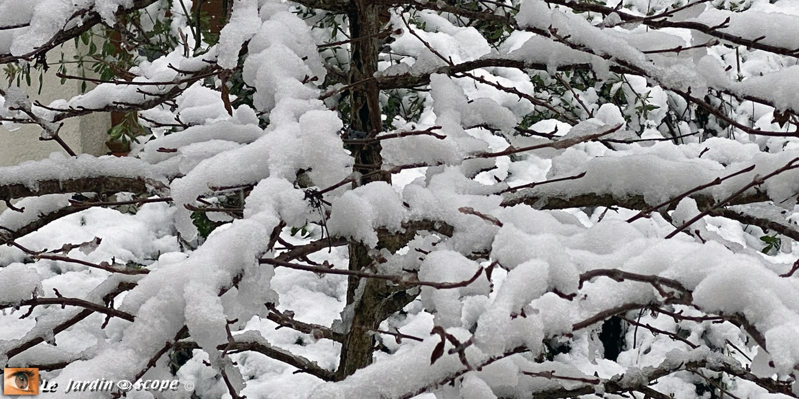 Viburnum sous la neige