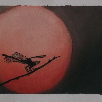 Libellule au crépuscule