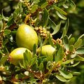 mais avant le travail il y a ce beau fruit de