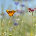 Prairie fleurie