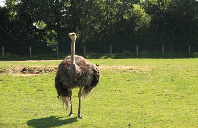 sortie au zoo