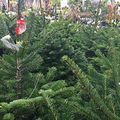Les meilleurs sapins de Noël ont leur Label Rouge !