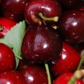 Le temps des cerises