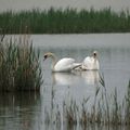 Camargue gardoise (11)