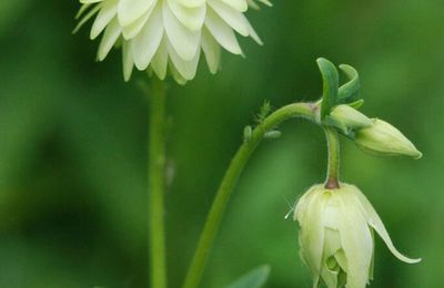 Aquilegia vulgaris var. stellata 'Sunlight White'