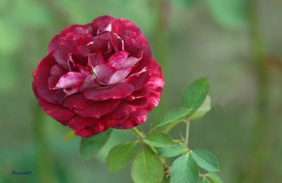 Rose " Dorieux "