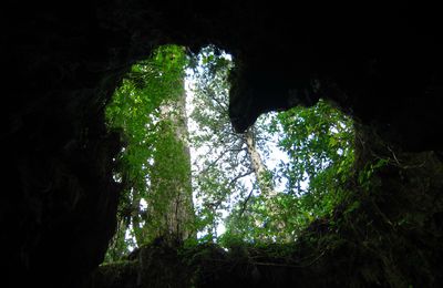 Jomon-sugi trail à Yakushima