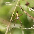 Argiope Bruennichi, l'épeire fasciée