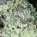 Mots aux vertus antalgiques, comme du lichen