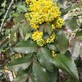 Le mahonia aquifolium, un arbuste toutes saisons...