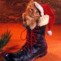 Jingle Bells ! Jingle Bells ! Petit questionaire de Noël !