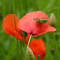 La prairie aux coquelicots