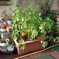 CULTIVONS DES TOMATES EN POTS !
