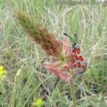 Zygaena rhadamanthus