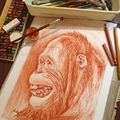 Orang outang dessin à la sanguine crayon conté / Orangutan ape drawing with sanguine peincil 