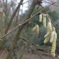 Branches et troncs en Janvier