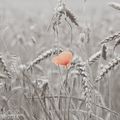 coquelicot...