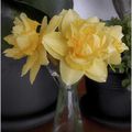 Dernières jonquilles du jardin
