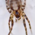 ARACHNIDES