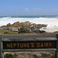 Neptune's Dairy