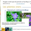 🌺 Géranium Jonshon's Blue par Paysagiste Pays Basque et Paysagiste Landes.