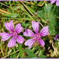 Fleurs: Mauve-sylvestre!