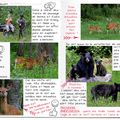 Carnet de voyage - Des biches et des ours