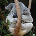 Le sanctuaire des Koalas du Pin Solitaire.