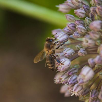 Impressions florales
