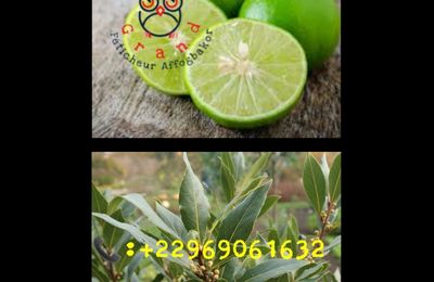 COMMENT SE PURIFIER AVEC LE CITRON ET LA FEUILLE DE LAURIER - PUISSANT MARABOUT FETICHEUR