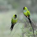 Conure nanday (Nandayus nenday)