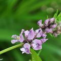 Comment faire facilement des économies au jardin ?