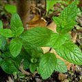 Liqueur de menthe