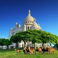 Paris – Avec l’été, les animaux sauvages investissent une ville vidée de ses habitants 