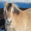 Poney sur la neige