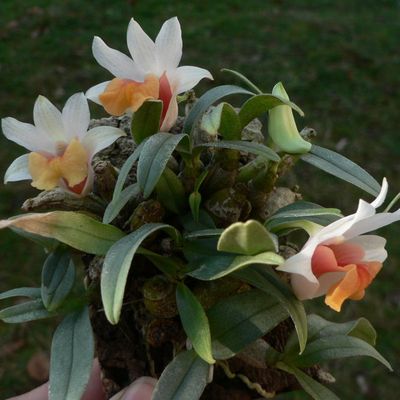 Dendrobium bellatulum