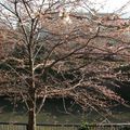 Le cerisier a notre fenetre - Mardi 25 Mars