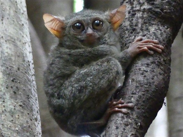 Voyage en Sulawesi - Visite du parc national de Tangkoko
