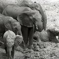 LA BAIGNADE - ELEPHANTS CAMEROUN